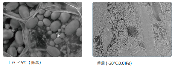 臺式掃描電鏡 臺式掃描電鏡